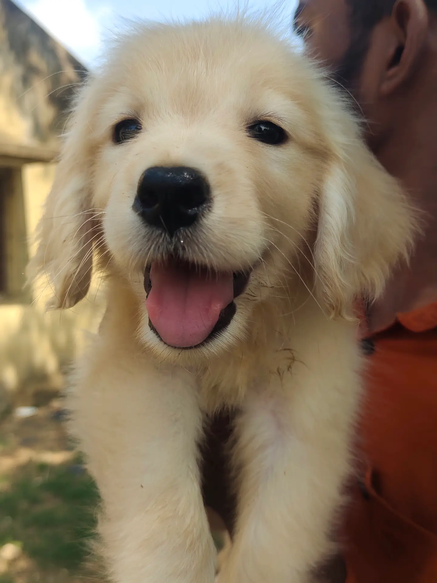A cream golden retriever puppy held close to the camera, mouth open and tongue out.