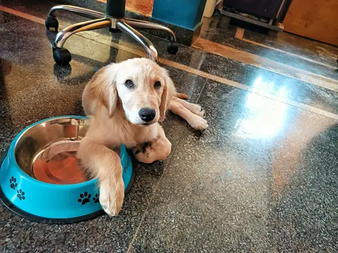A golden puppy lying on a polished floor beside a blue water bowl printed with paw marks.