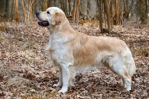 A grown golden retriever standing in woodland among dry leaves.