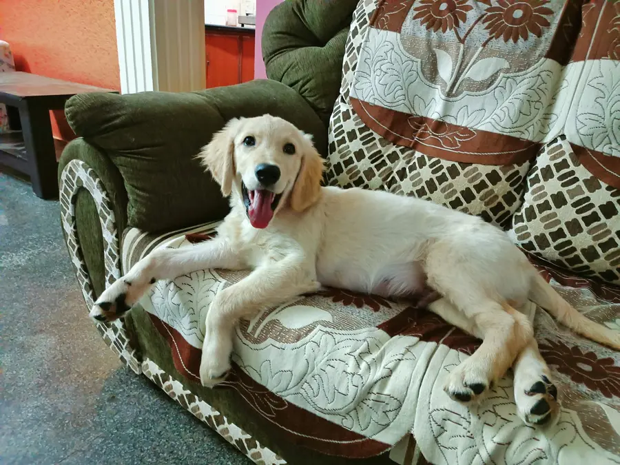 A golden retriever puppy sprawled asleep across a patterned family sofa.