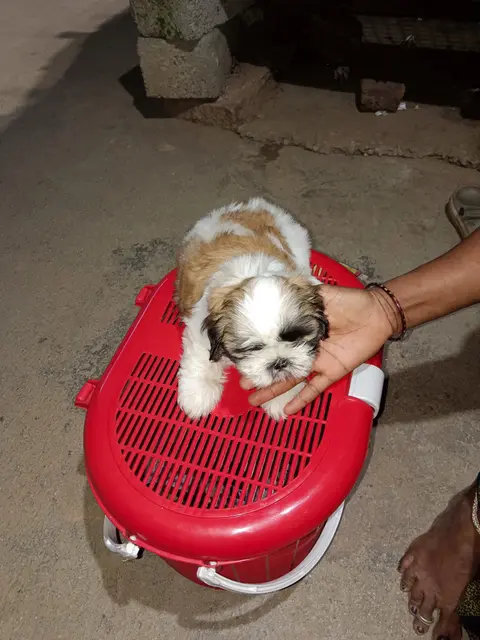 A very small shih tzu puppy held in one hand above an open red travel carrier.