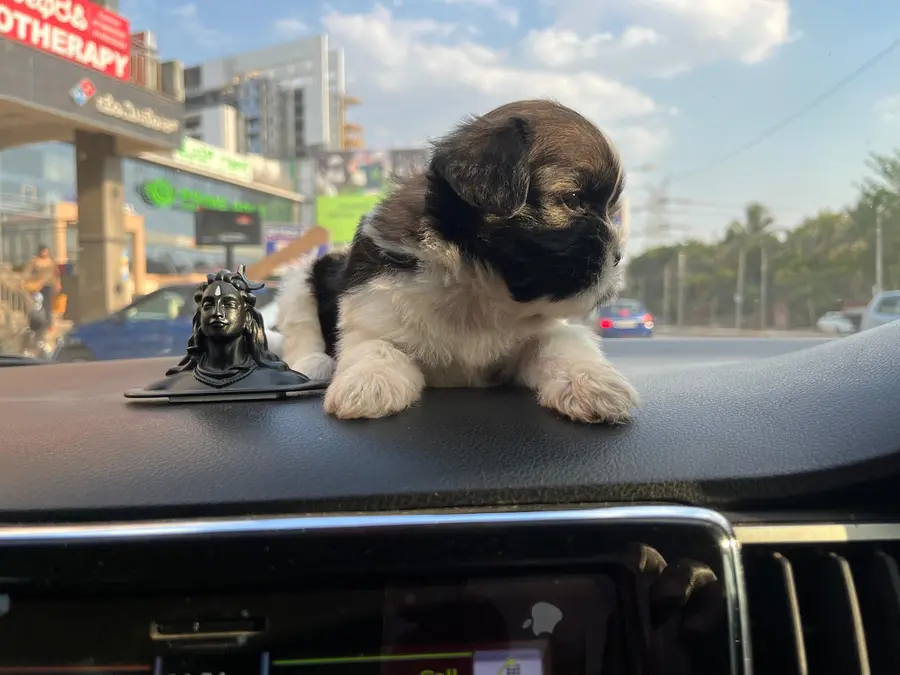 The same shih tzu puppy sitting on a car dashboard beside a small brass idol, a city street passing outside the windscreen.