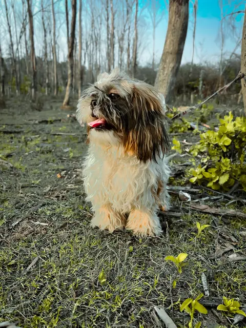 An adult shih tzu sitting outdoors in scrubland with its tongue out.