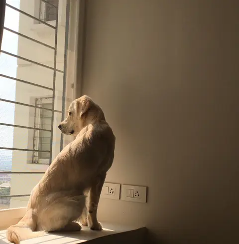A golden retriever puppy sitting indoors looking out through a window.